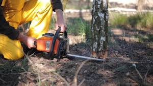 Tree and Shrub Care in Catasauqua, PA