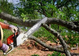 Trusted Catasauqua, PA Tree Services Experts